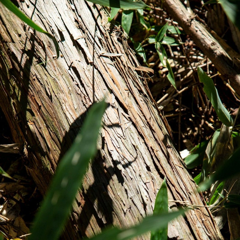 meet tree　精油（ヒノキの木）5ml / 30ml 　桧　檜　ヒノキの画像