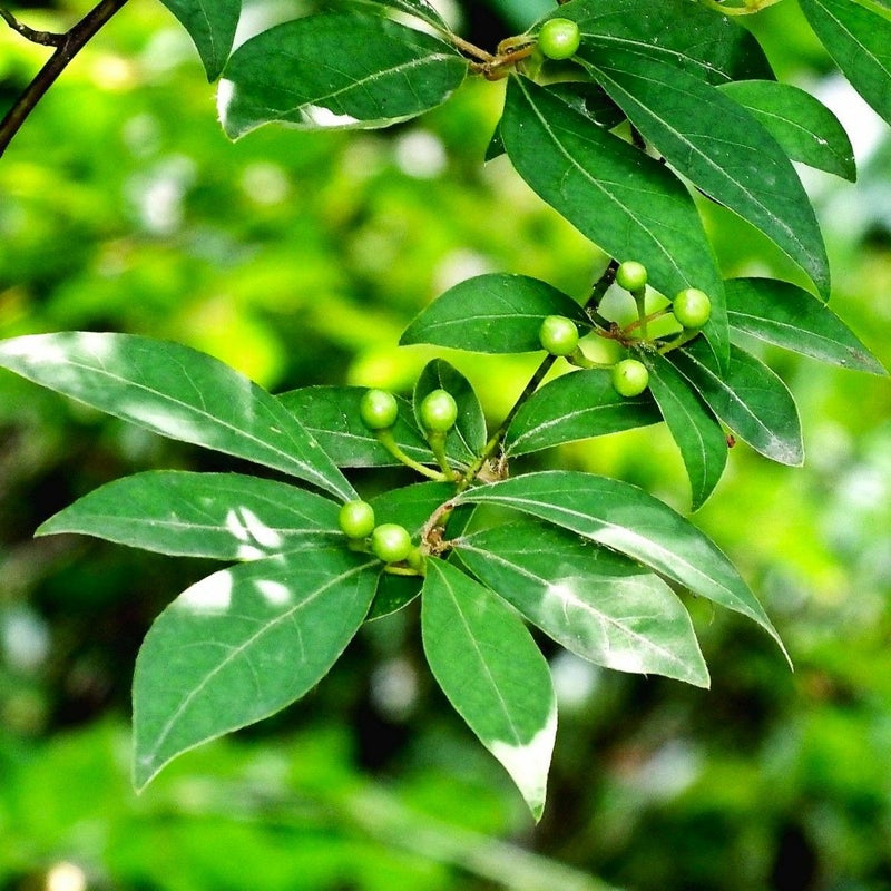 meet tree　ハンドクリーム（クロモジ） 30ml　クロモジ　クロモジの画像