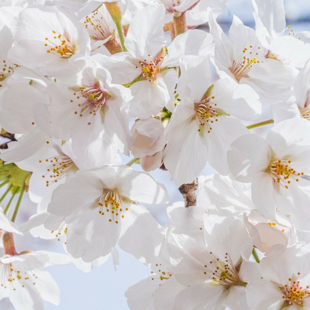 meet tree　ボディクリーム（サクラ） 200ml　サクラ　サクラの花の画像